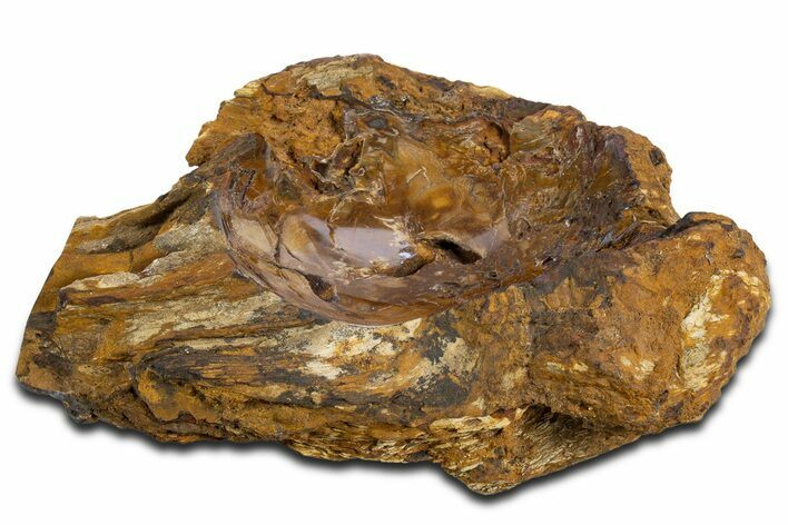 Polished Petrified Wood Soap Dish - Madagascar #346939